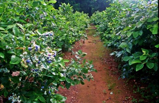 蓝莓种植方法技术