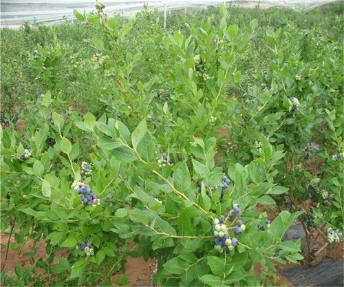 龙海市北陆蓝莓树苗什么时候种植保成活